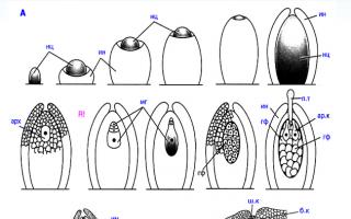 Строение и развитие семязачатка растений