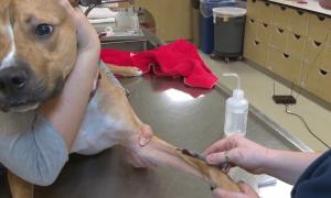 Выпадение шерсти у собаки — причины, лечение, профилактика Корм для собак при алопеции