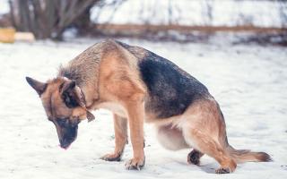 У собаки отнимаются задние лапы: причины и лечение