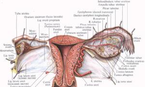 Анатомическое строение матки